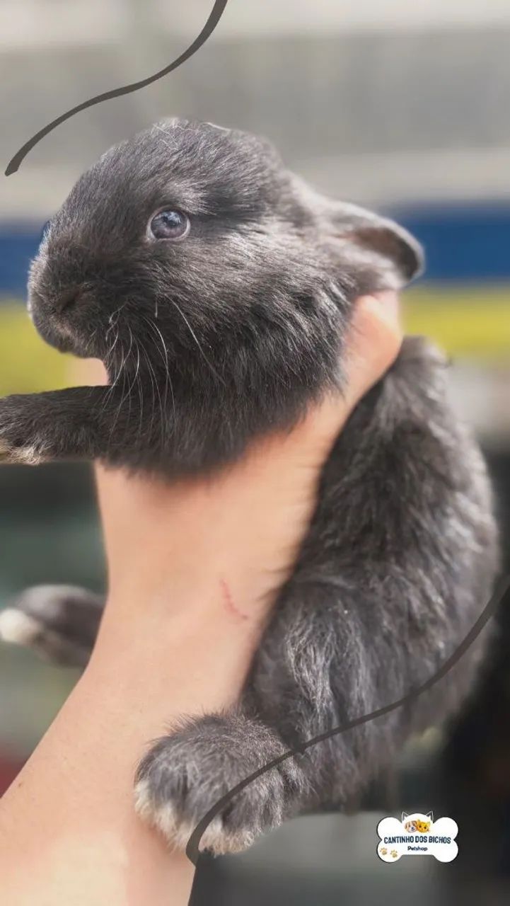 COELHINHOS FILHOTES  - Foto 3