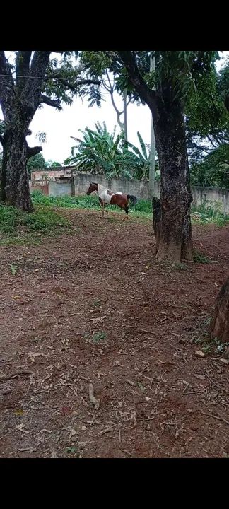 Égua PAMPA CASTANHA, A VENDA. - Foto 2