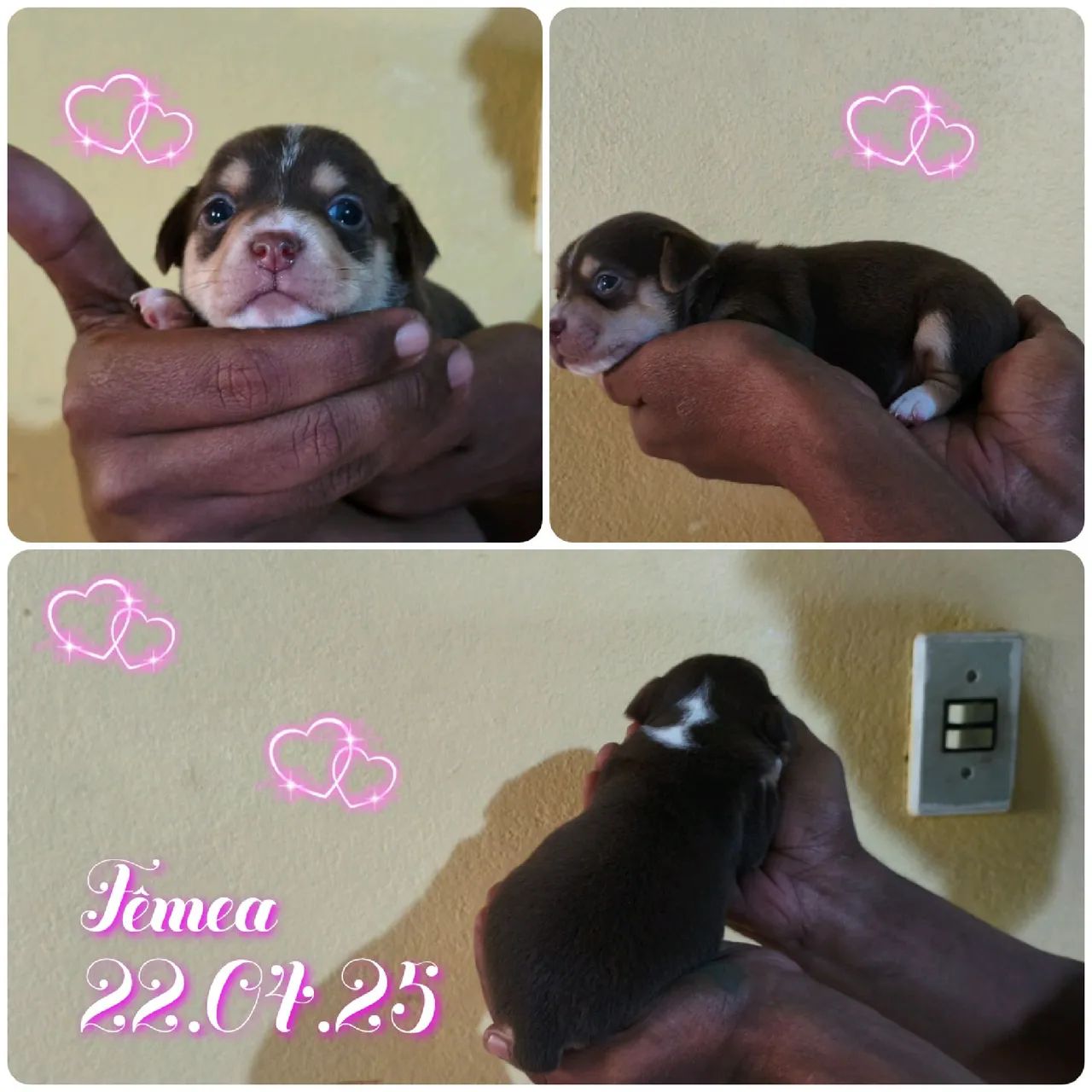 Filhotes de Pinscher 