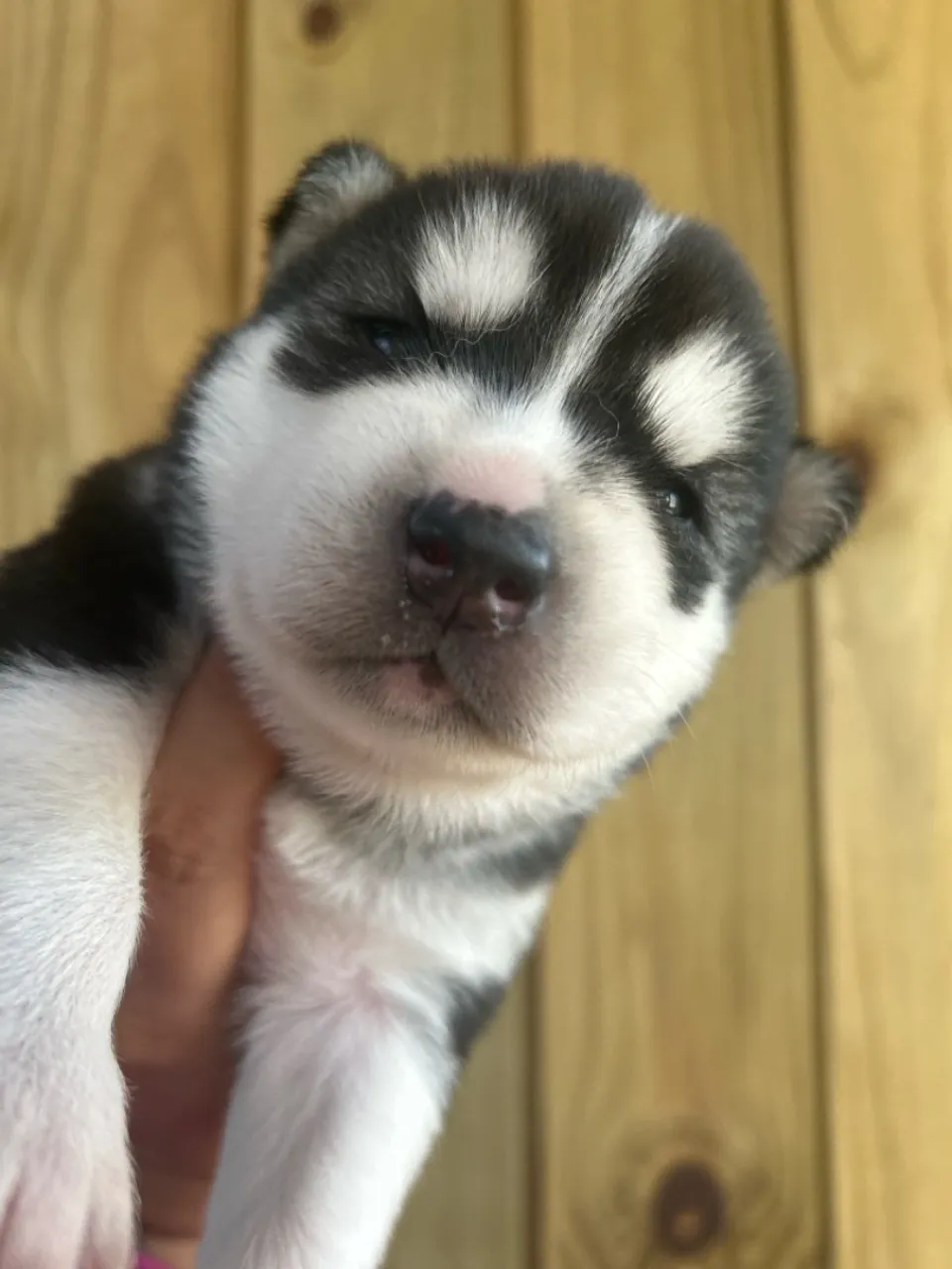 Filhote de Husky Siberiano PARA VENDA.
