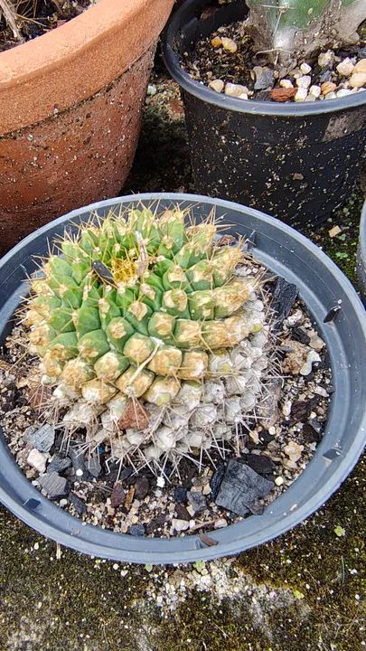 Cacto Mammilaria 