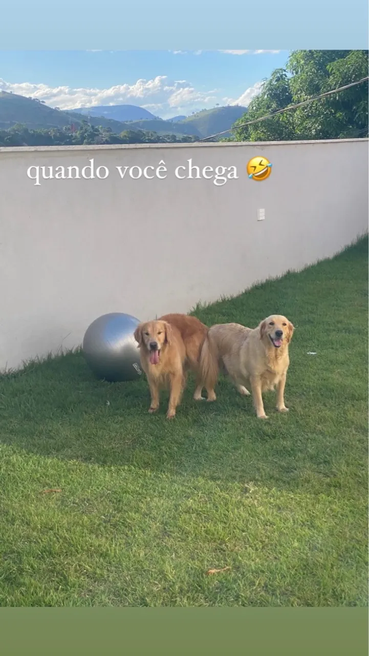 NINHADA GOLDEN RETRIEVER