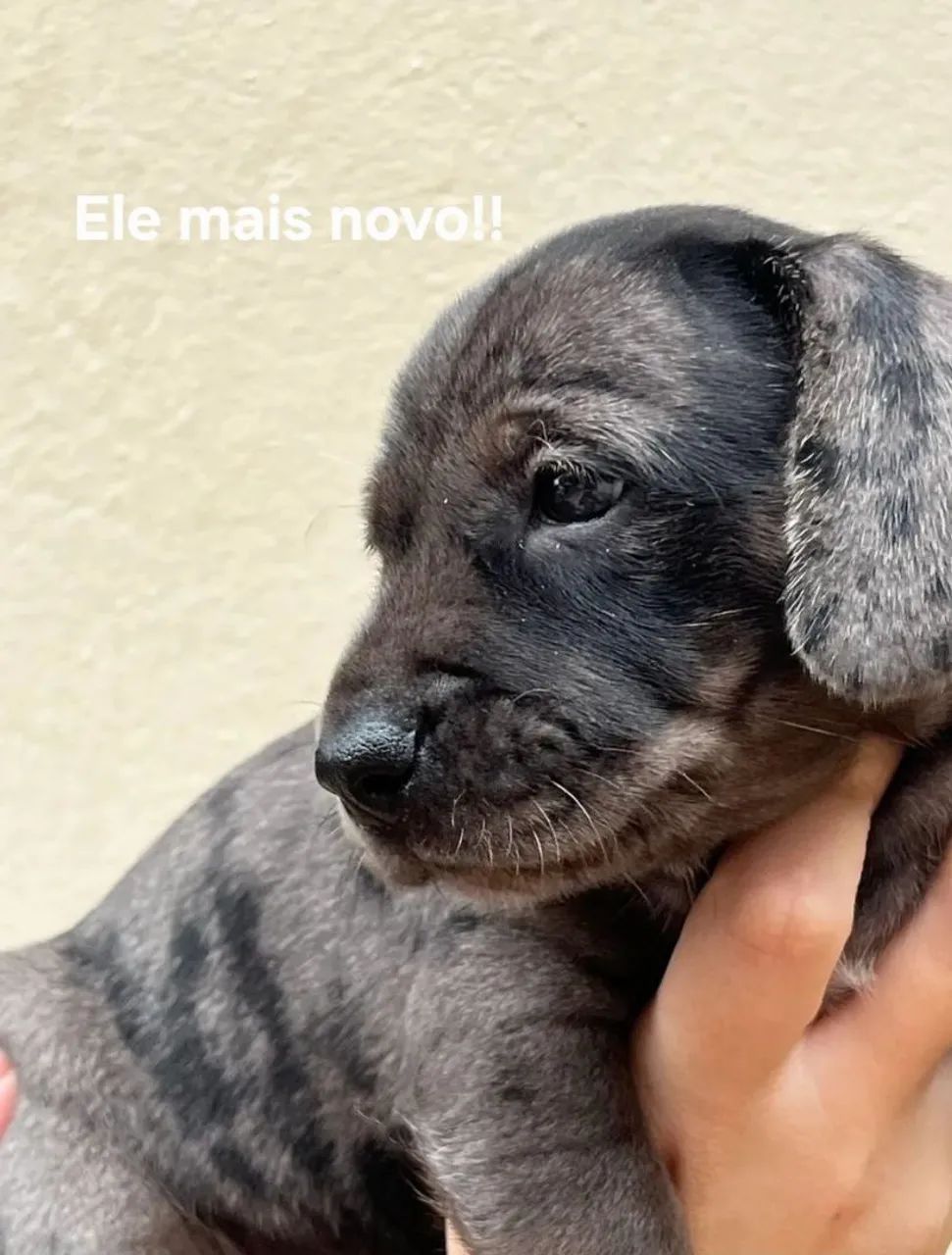 Filhotinho Manchado Cofap  - Foto 3