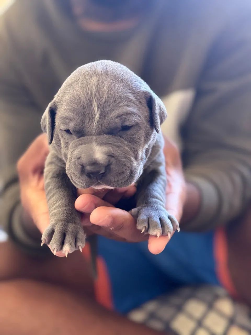 Blue American Bully All Size American Bully Color American Bully