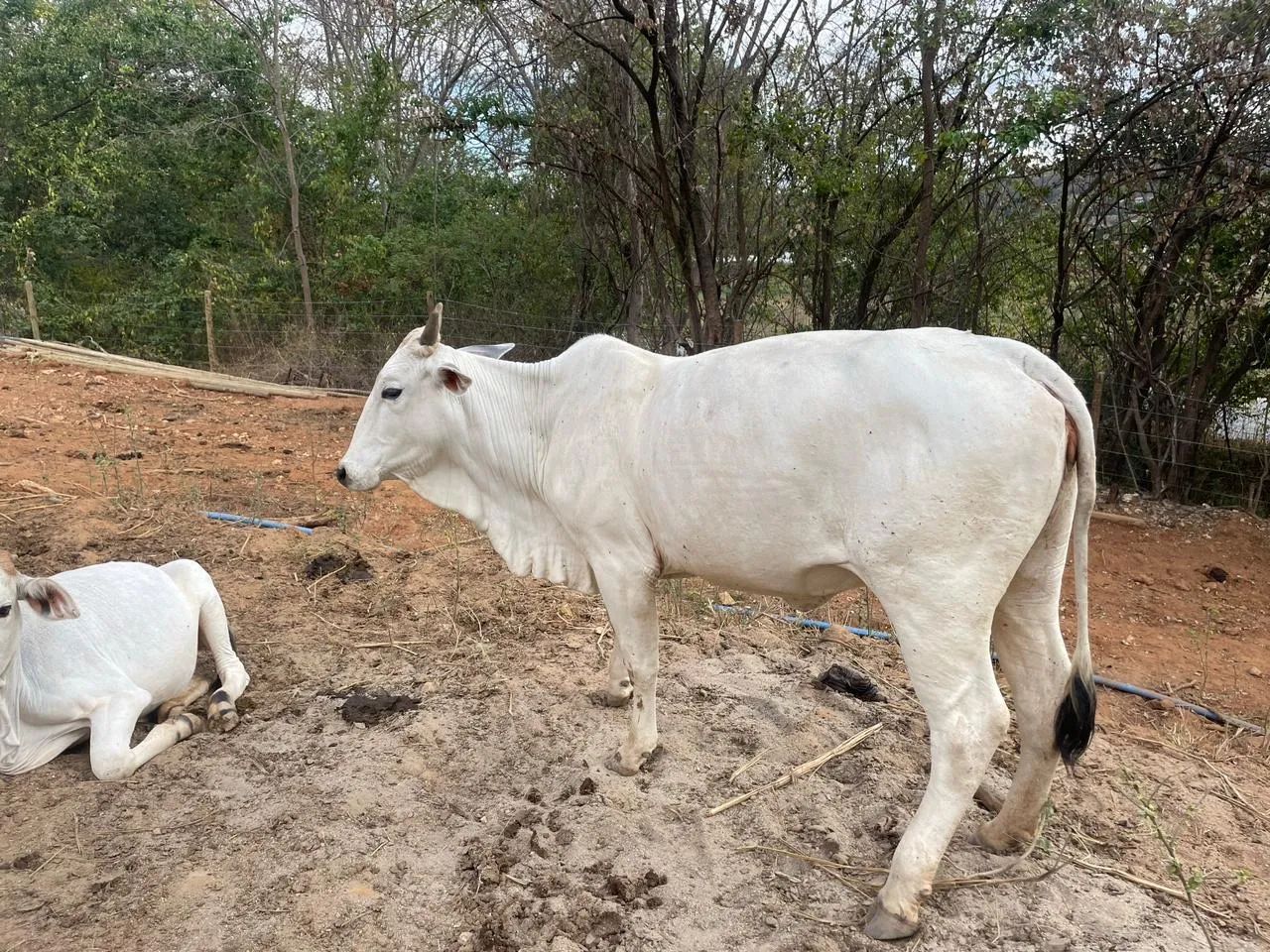 Vacas de nelore frutos de IATF 