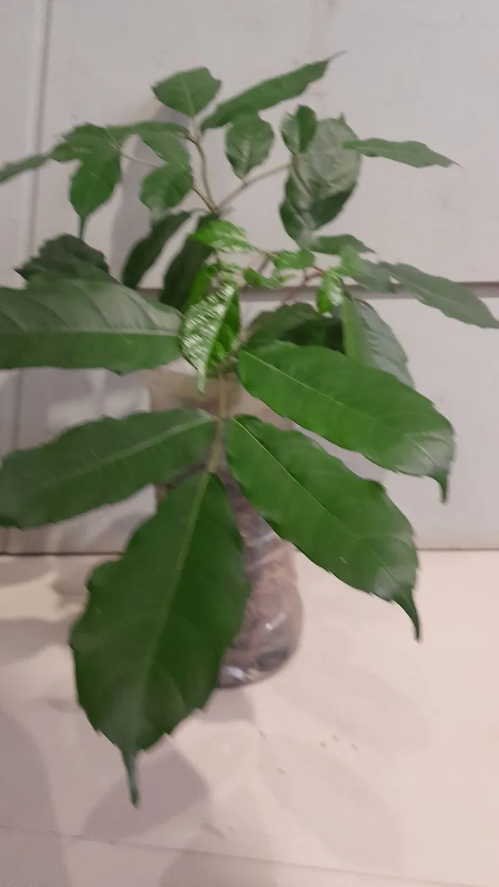 Muda de planta