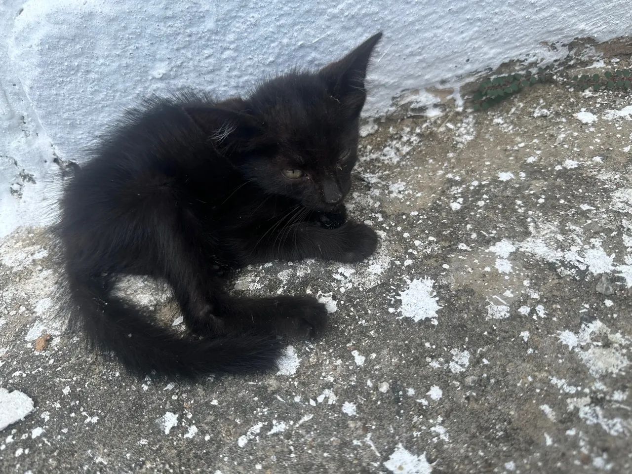 Adote um panterinha bebê solitário das ruas  - Foto 5