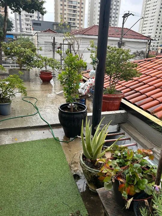 Plantas e vasos  - Foto 2