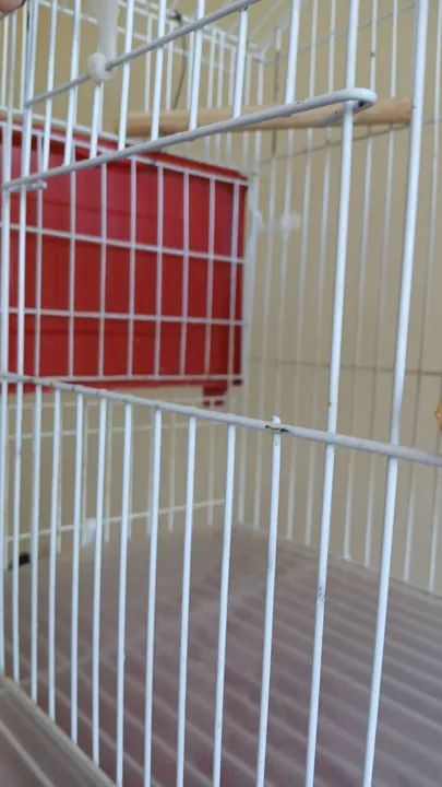 Gaiola para calopsitas  - Foto 4