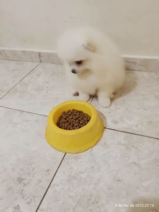 Vendo machinho de Spitz Alemão Com  - Foto 4