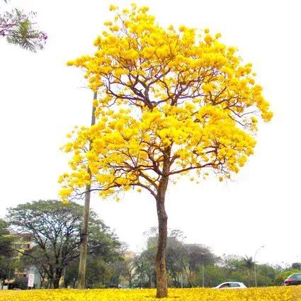 Mudas do ipê amarelo  - Foto 4