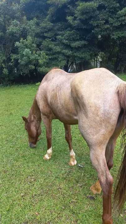 Cavalo Mangalarga Marchador