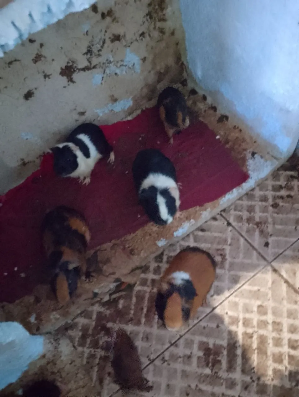5 porquinhos da índia 25 cada um 