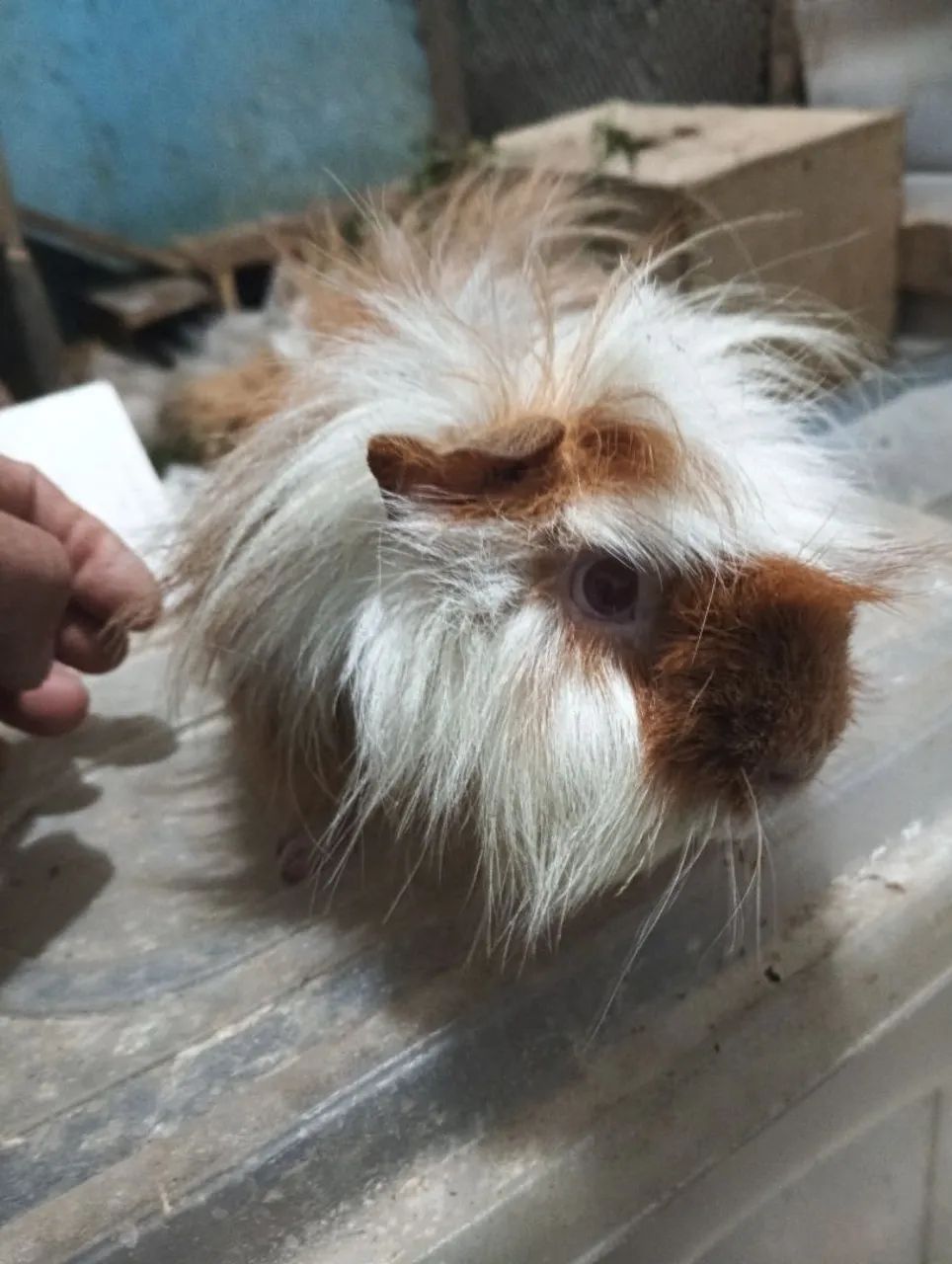 Vende-se porquinho da índia macho