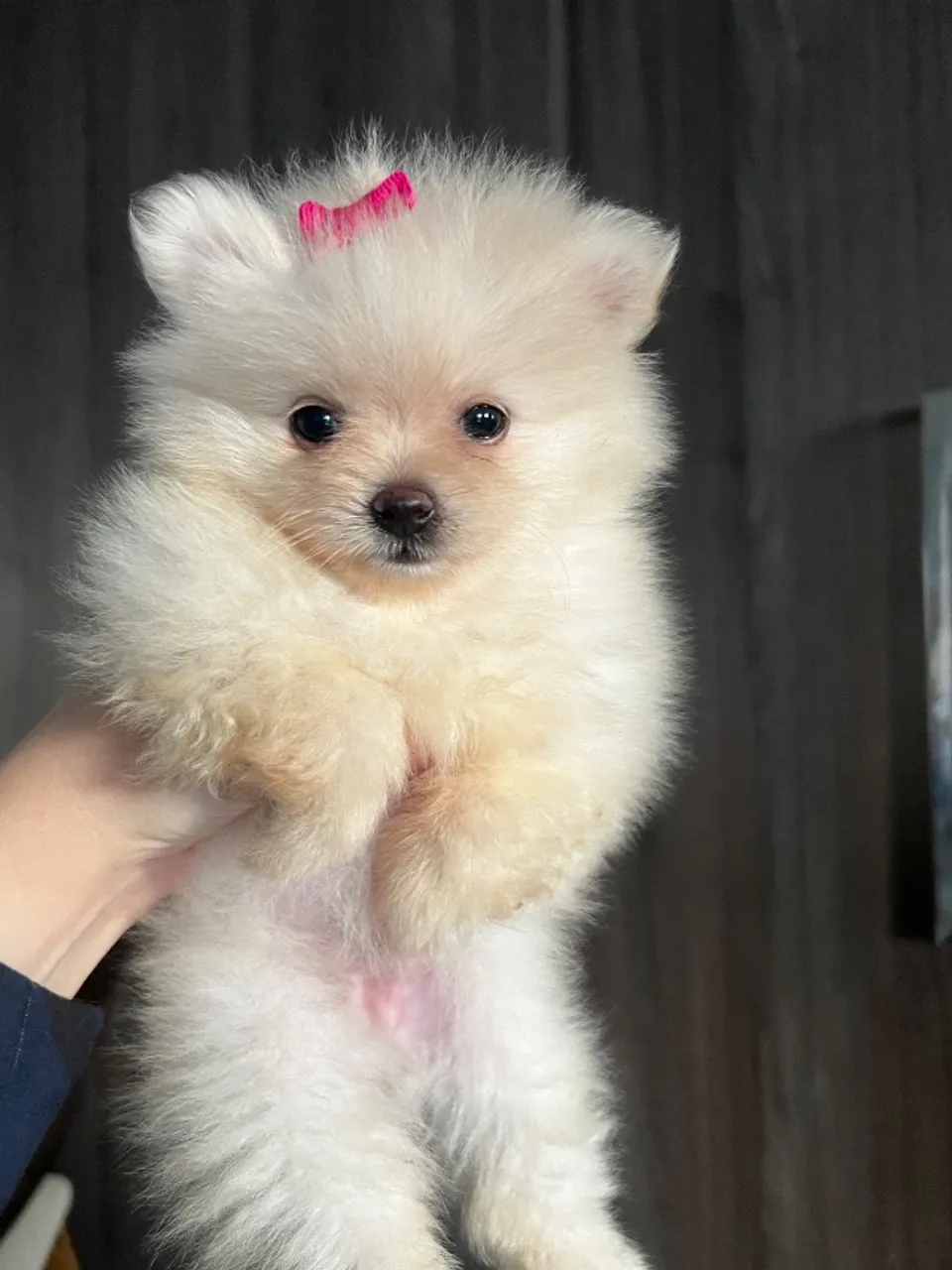 Fêmea Lulu da pomerânea anão