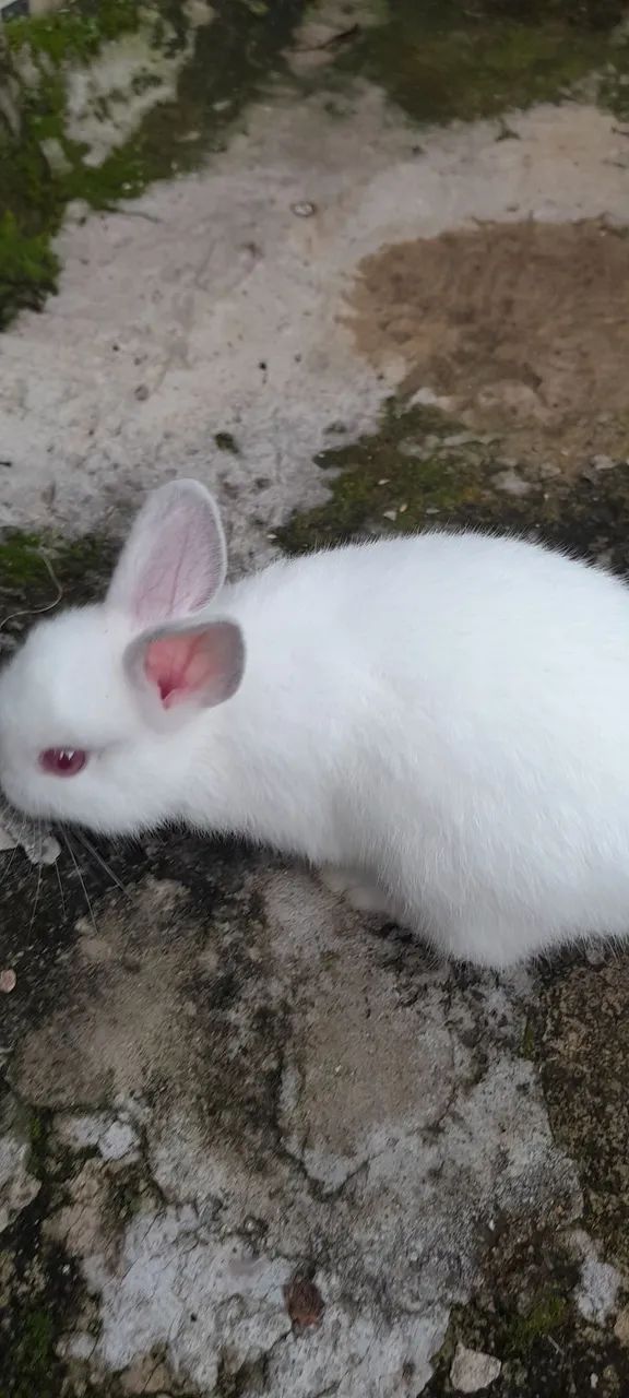 Coelho holandês branco  - Foto 4
