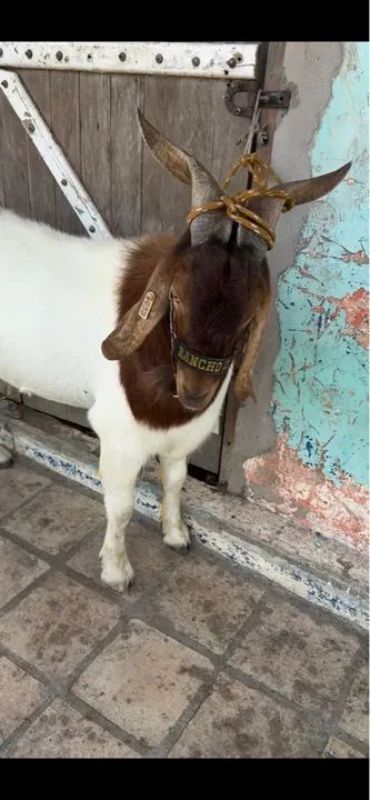 Bode Reprodutor Boer  - Foto 4