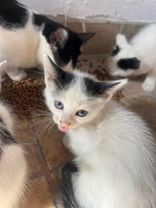 Doação de gatinhos filhotes 