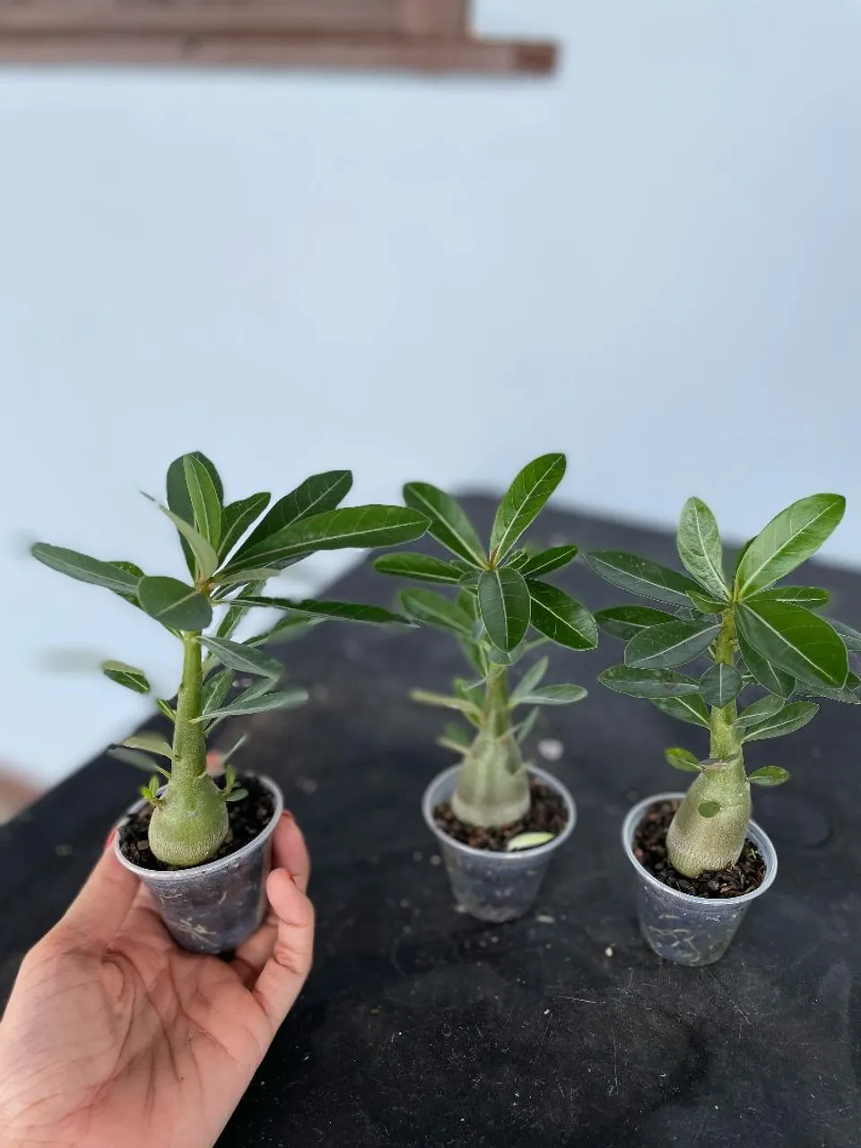 8 Mudas de Adenium Obesum (Rosa do Deserto) - Raras