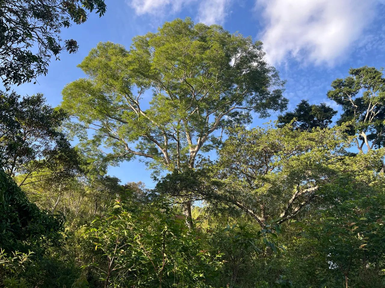 Terreno rico em água, 67 hectares. - Foto 4