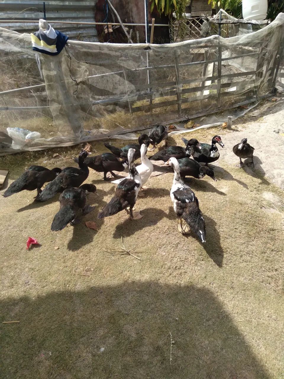 Patos para consumo e criação  - Foto 5