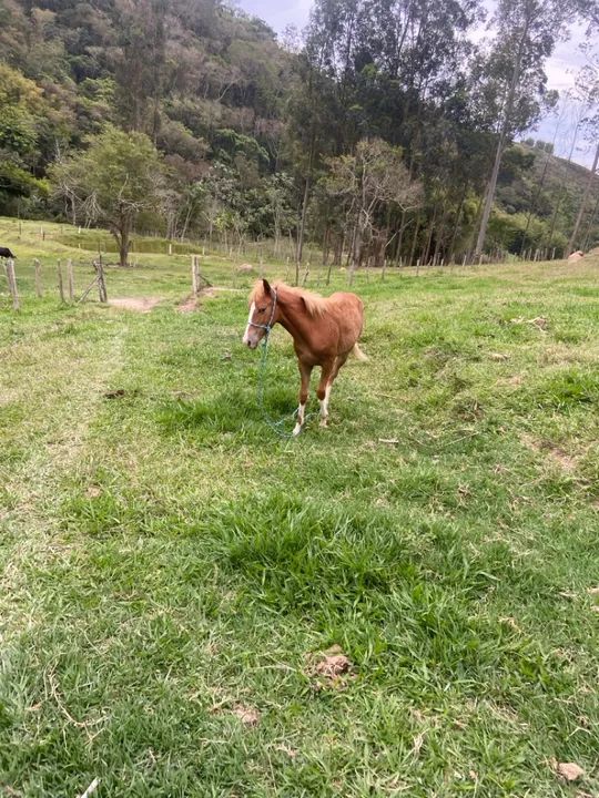 vendo potro macho 