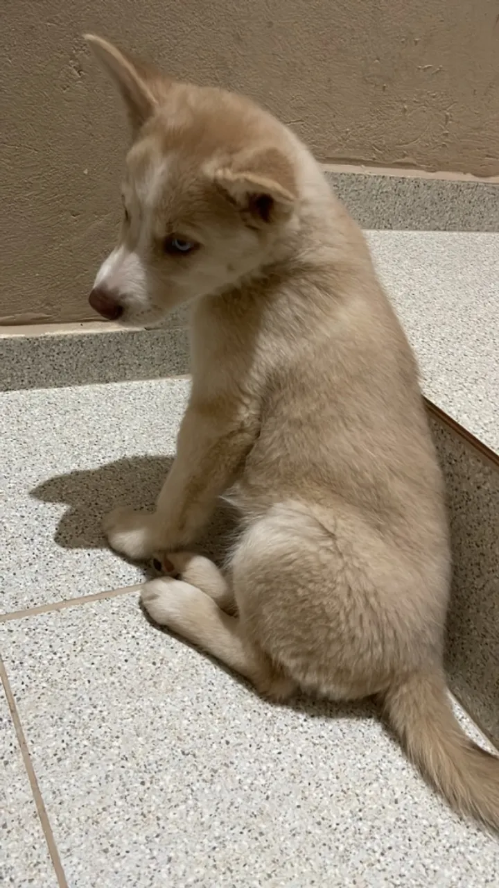 RUSKY SIBERIANO FILHOTE