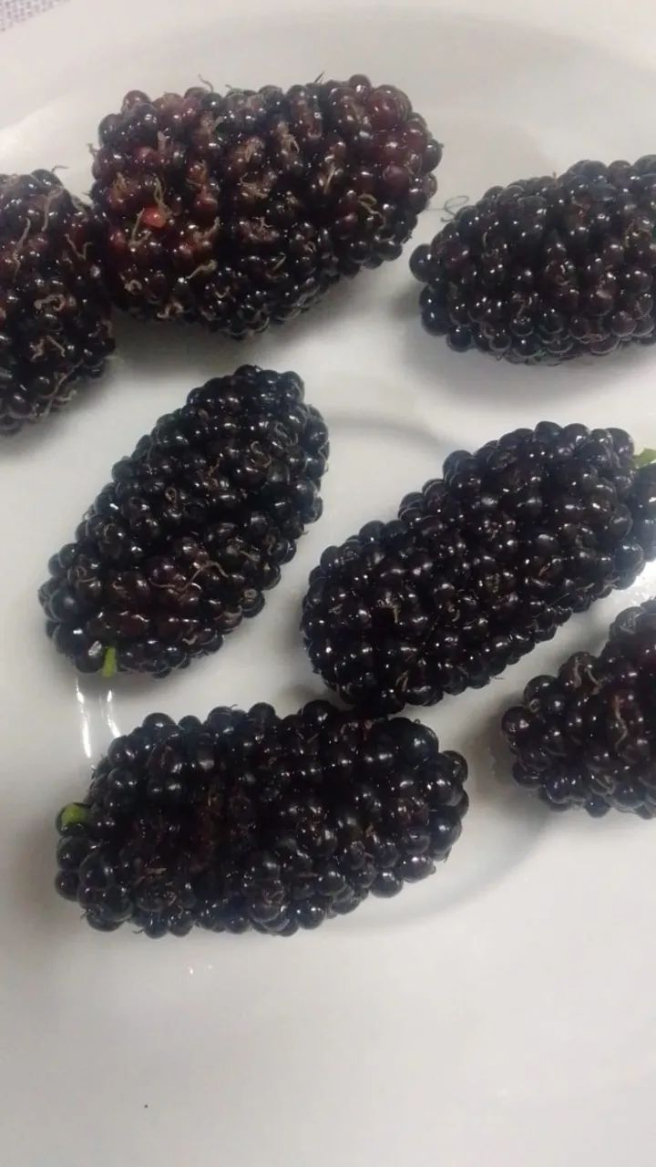 Amoras Graúdas Colhidas do Pé no Dia da Entrega . Ótimas para Fazer Geleias 100% Orgânicas - Foto 4