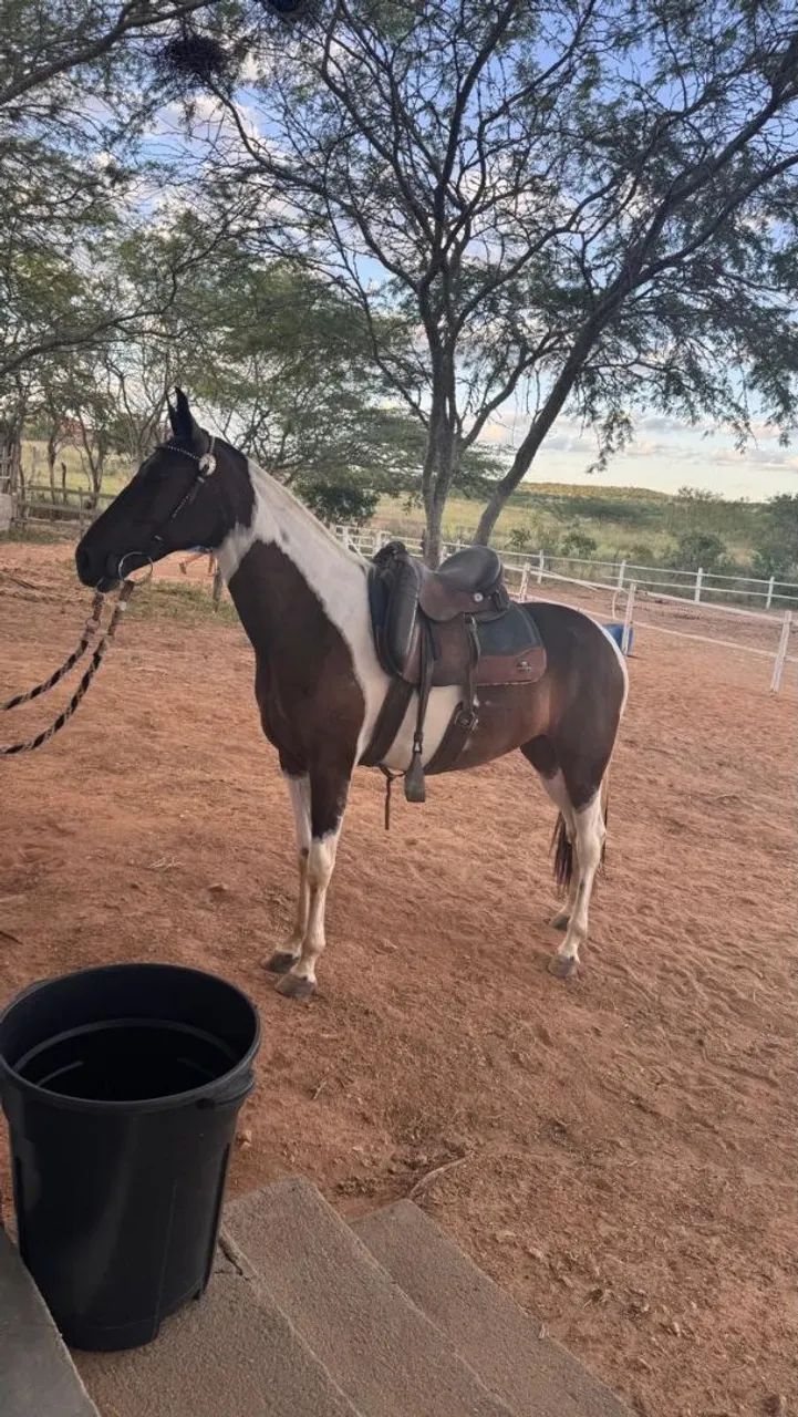 Vendo éguas marcha PICADA muito marchadeiras em até 30 parcelas  - Foto 2