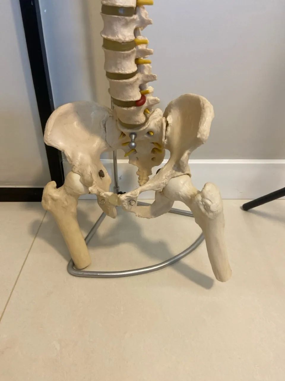 Modelo Anatômico - Coluna Vertebral Completa - Foto 3