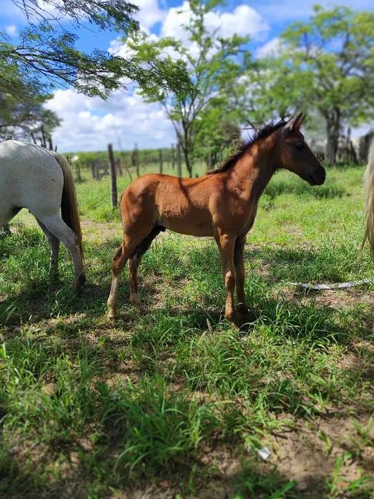 Potro Mangalarga Marchador Neto de Haiti cachubiense  - Foto 5