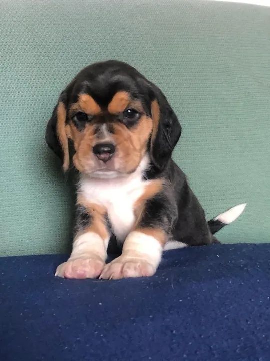 Beagle -Fêmea  - Foto 2
