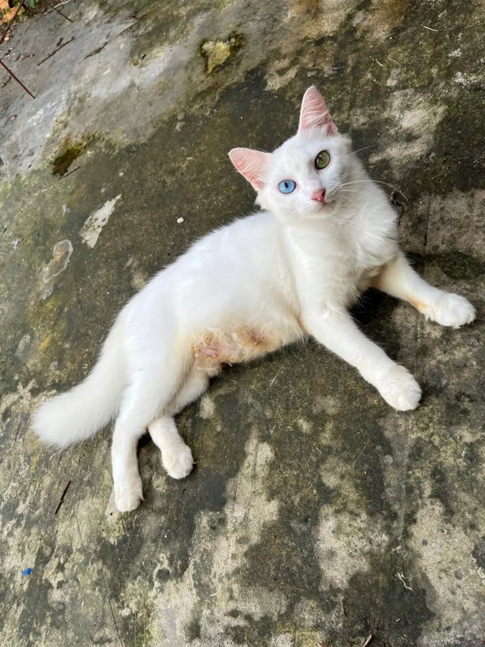 Gata branca de olhos azuis e verdes - Foto 2