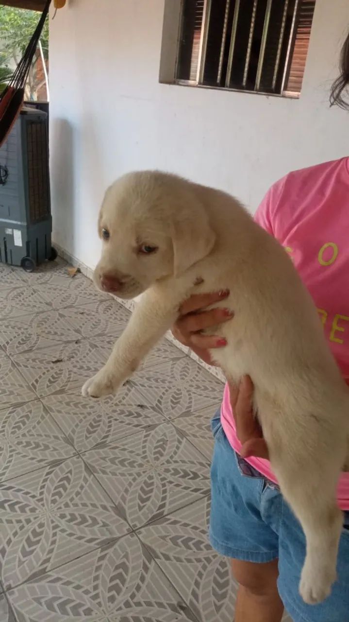 Filhotes de Labrador PURO - Foto 5
