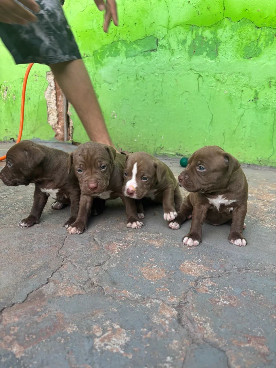 Filhotes de Pitbull  - Foto 3