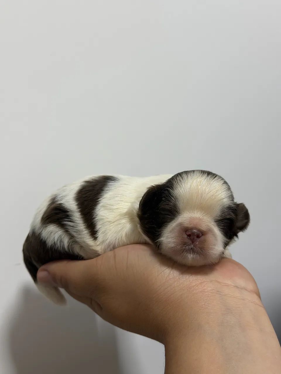 Shih tzu machos para reserva - Foto 3