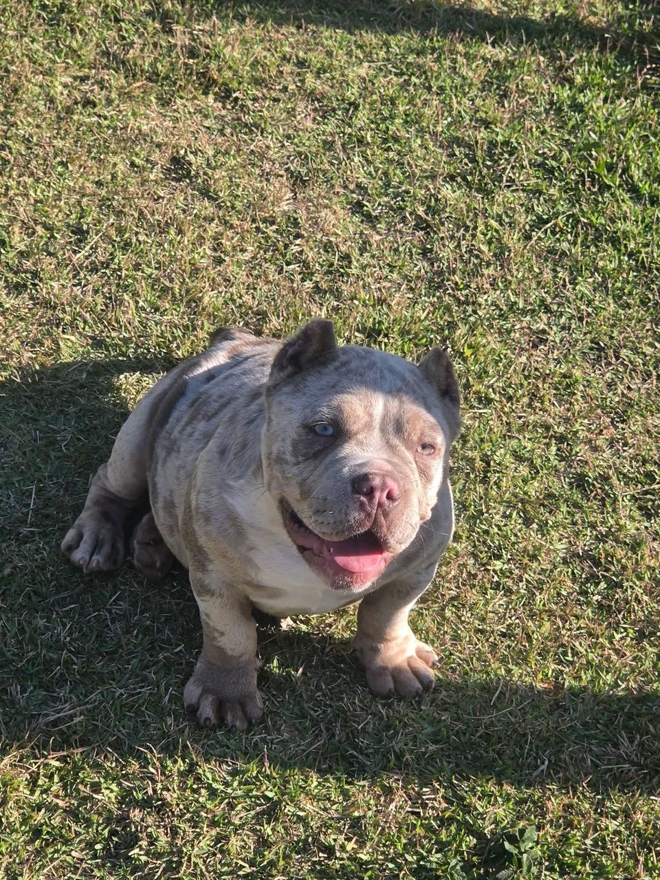 American Bully - Foto 3