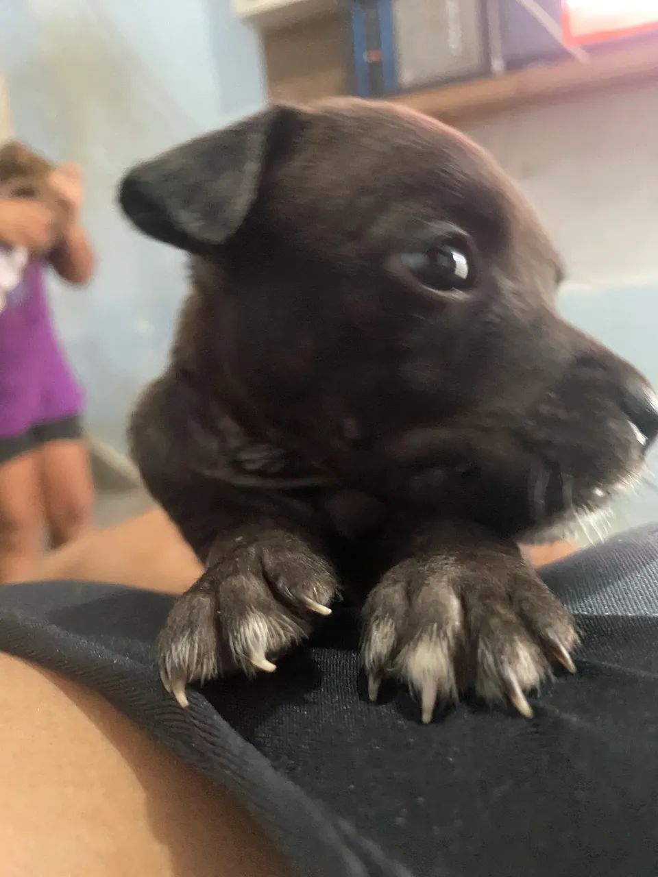 Cachorro filho de pitbull com vira lata - Foto 2