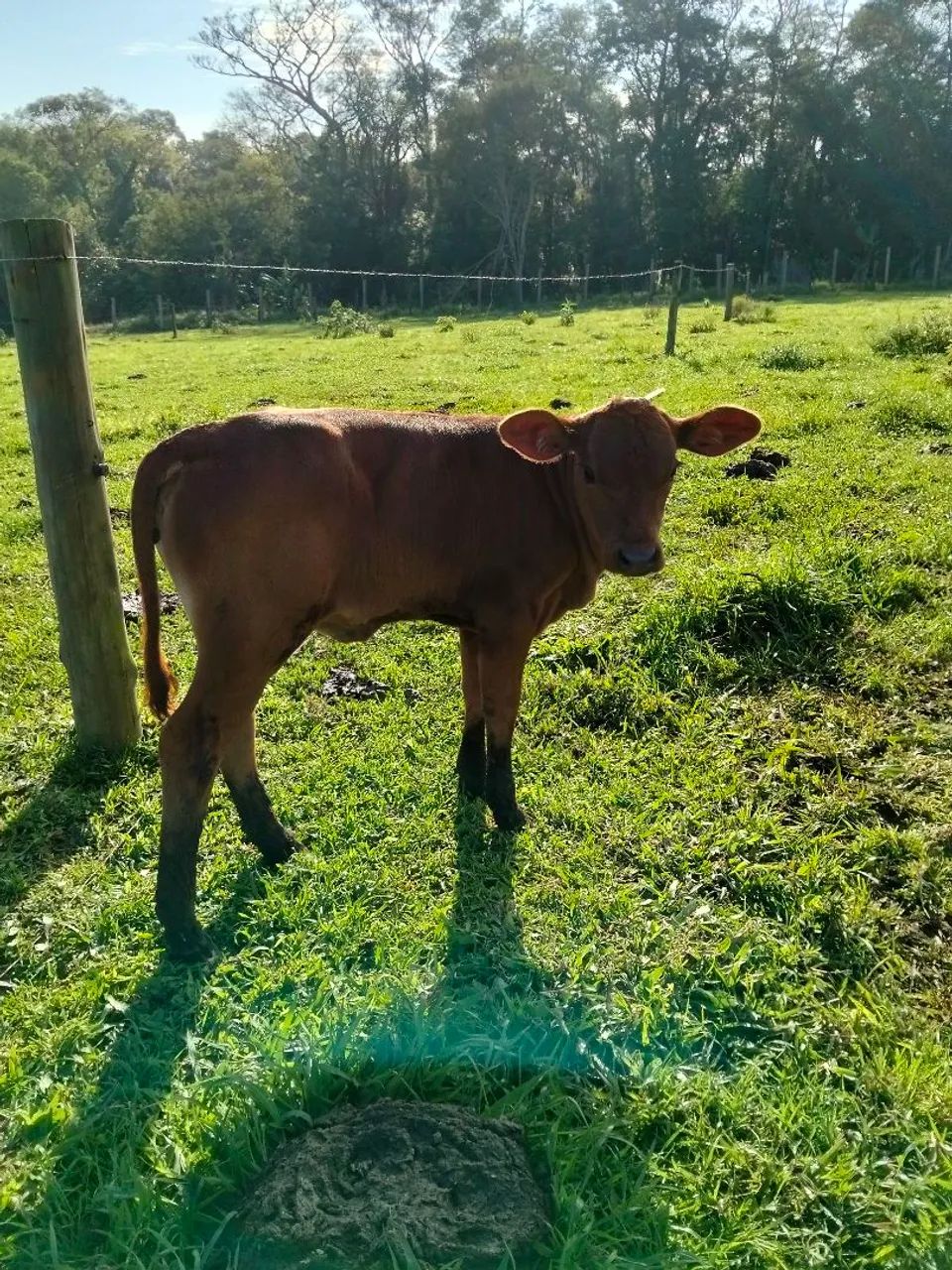 Vacas Senepol e novilhas PO - Foto 3