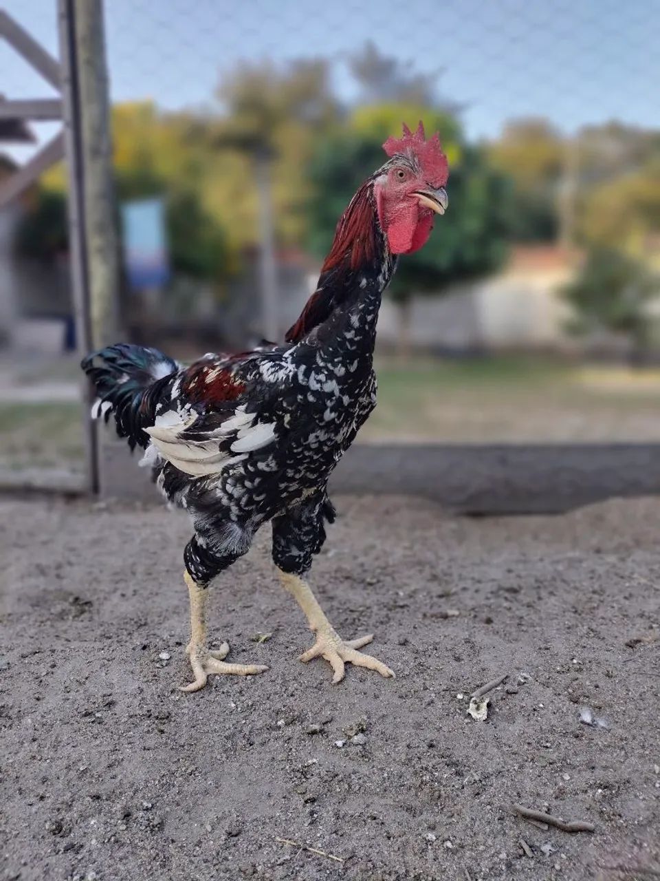 Galo  - Foto 5
