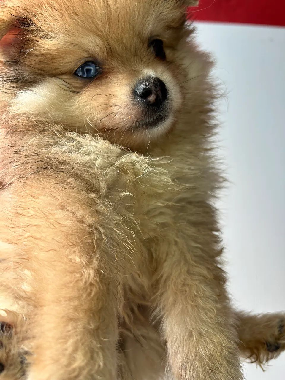 Spitz alemão  - Foto 5