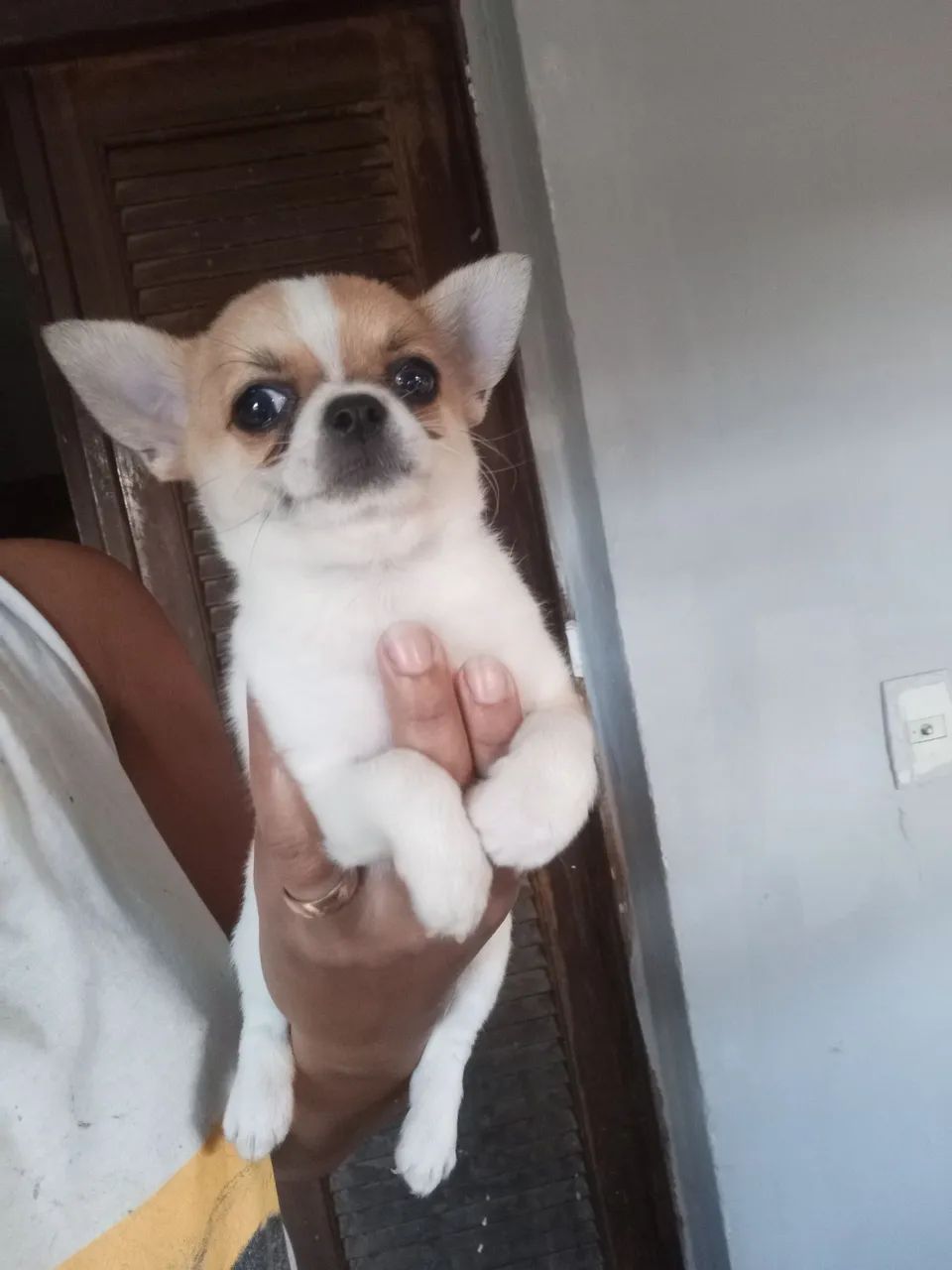 Chihuahua macho 