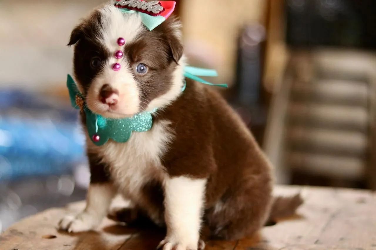 BORDER COLLIE PARCELAMOS  - Foto 5
