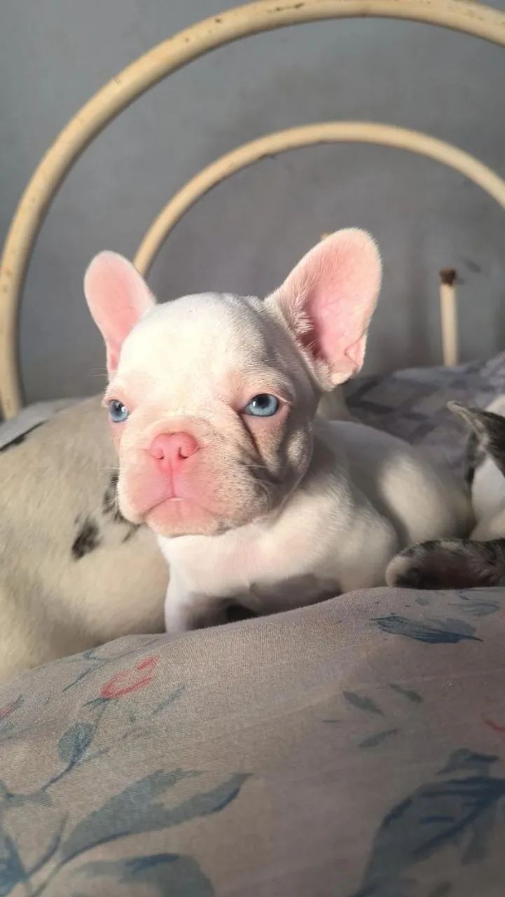 Buldogue francês  - Foto 2