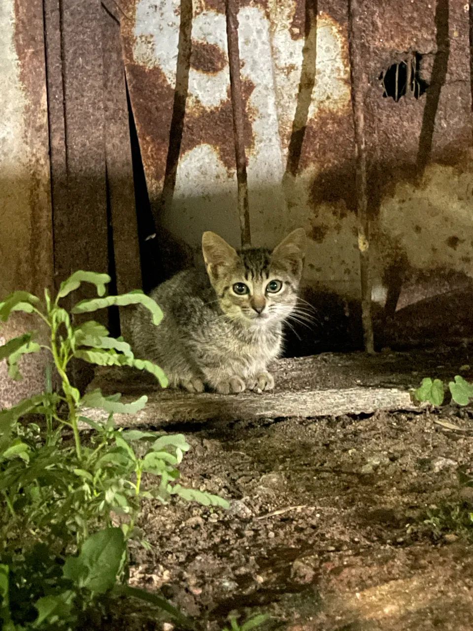 Filhotes de gato  - Foto 4