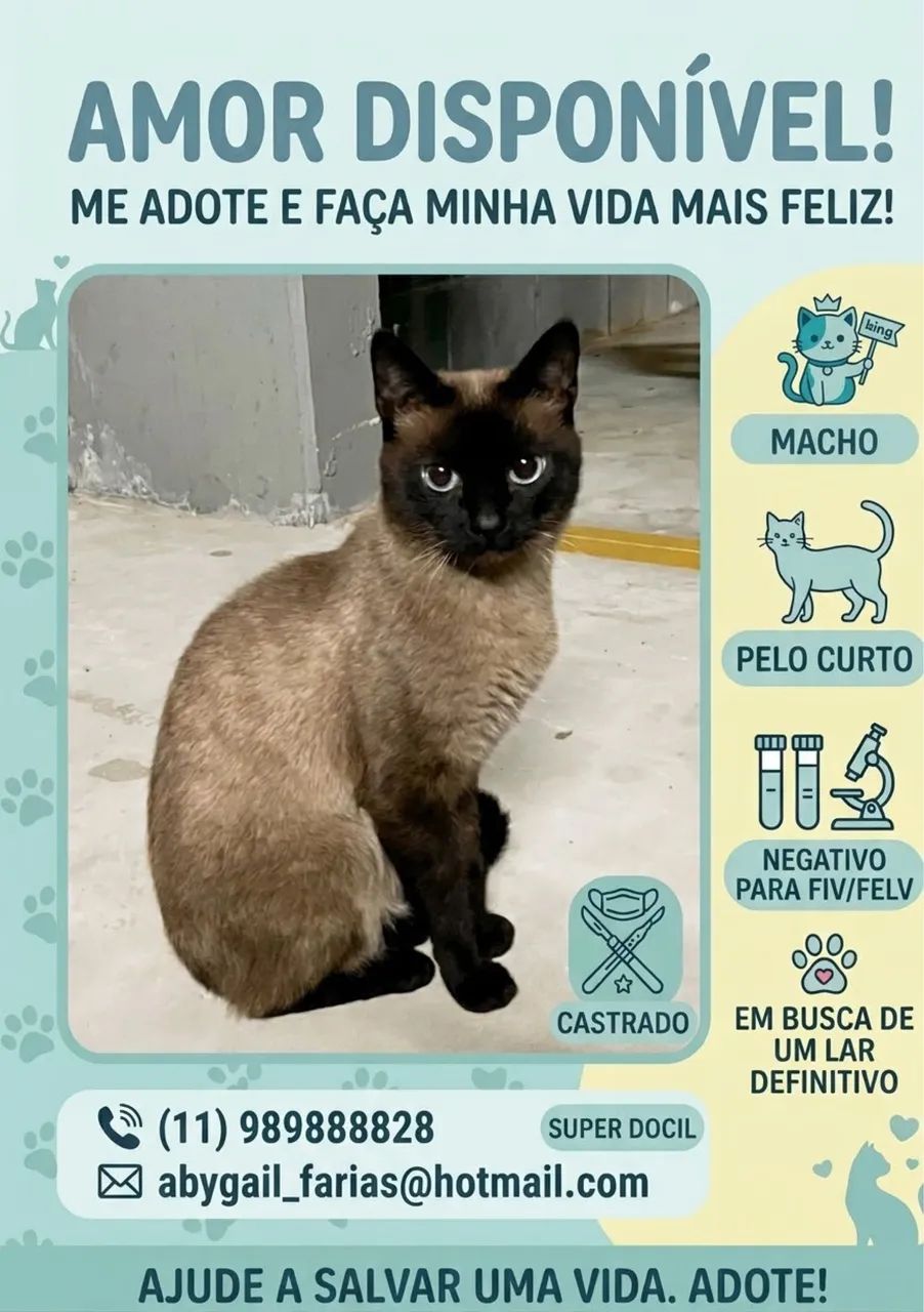 Adoção responsável  - Foto 2