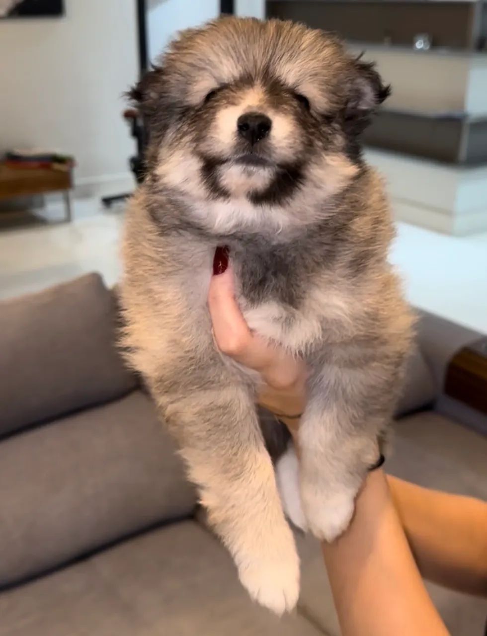 Filhotes de Pomsky com Pedigree - Foto 2
