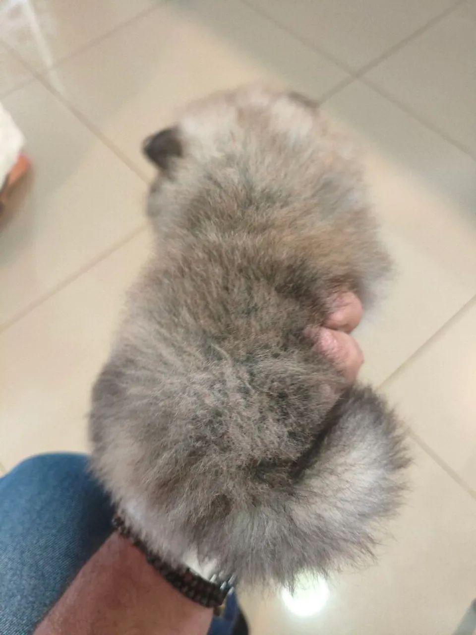 Spitz Alemão Anão  - Foto 3