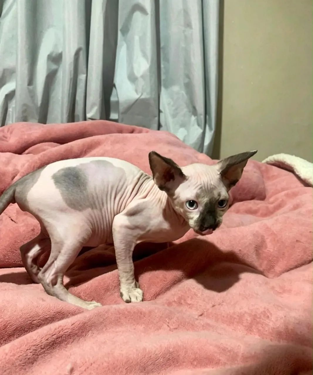 Fêmea sphynx 3 meses - Foto 2