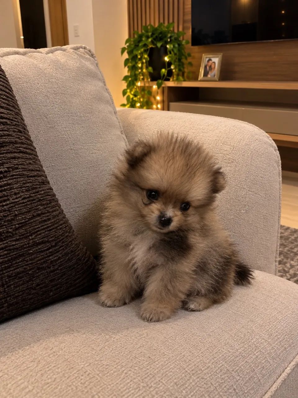 Spitz ( Lulu da pomerania ) - Foto 2